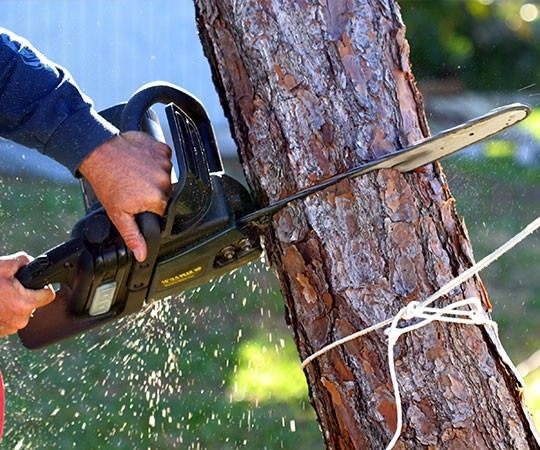 Спил деревьев в Кургане и  Курганской области